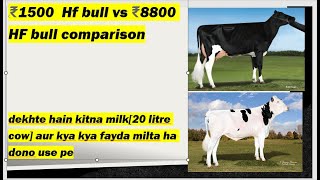 ₹1500 HF BULL vs ₹8800 HF bull How much milk difference will get in 1st lactation heifer [upl. by Kinson686]