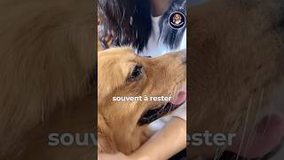 Les gestes qu’un chien en fon de vie fait chien dressersonchien animaux [upl. by Ymeon]