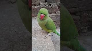 Is parrot ko viral jardo [upl. by Biddick497]