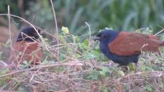 A Pair of The Greater Coucal Crow PheasantCentropus sinensis [upl. by Haibot]