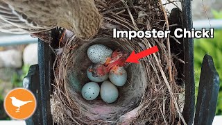 Finch Nest Parasitized by Cowbird [upl. by Curr]