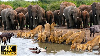 4K African Animals Hwange National Park  Amazing African Wildlife Footage with Real Sounds in 4K [upl. by Kellene]