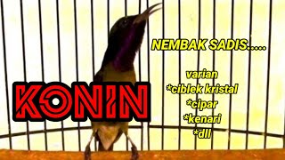 KONIN GACOR FULL MATERI NEMBAK [upl. by Xyla]