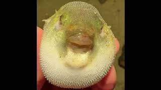 இது என்ன தெரியுமா  facts about Buffer fish  Lagas channel  shorts bufferfish facts [upl. by Liana]