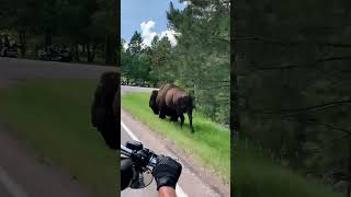 Bison amp Bikers on Way to Sturgis [upl. by Lifton]