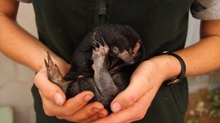 Puggles snuggle down in Sydney after rare echidna zoo births [upl. by Hpesojnhoj20]