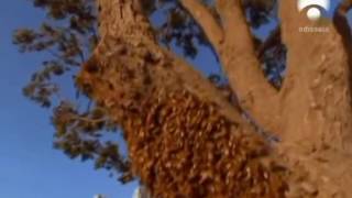 El ataque de las abejas asesinas Documental [upl. by Pavla]