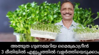 മൈക്രോഗ്രീൻmicrogreens krishi microgreen malayalam agriculture malayalam [upl. by Niamreg724]