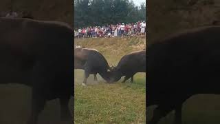 Valter VL Admir Salkanovic vs Brnjo VL Mumin Vokic [upl. by Irakab]