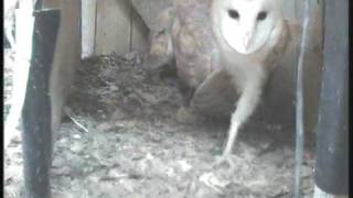 5 Barn Owlets practice jumping grabbing prey etc [upl. by Maryann]