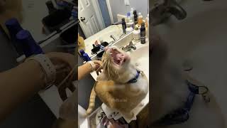 Meow shortvideo funny funnypetschannel funnyanimals cat funnypetslife funnycats pets [upl. by Onifur]