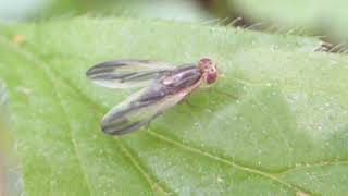 Lauxaniid fly  Peplomyza litura  Pítulítil lauffluga  Flugur  Skordýr [upl. by Anitnatsnoc]