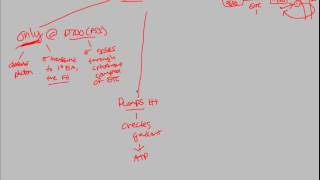 Photosynthesis  Cyclic Electron Flow  BIALIGYcom [upl. by Arlee]