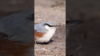 Beautiful nuthatch in March birds wildlife nature [upl. by Castra]