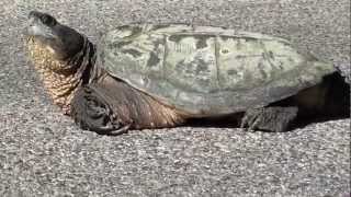 Snapping Turtle Chelydridae Chelydra serpentina [upl. by Bobinette]