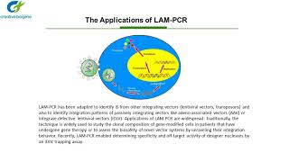 LAM PCR [upl. by Larual]