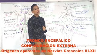 Tronco Encefálico configuración externa orígenes aparentes de los Nervios Craneales III  XI [upl. by Weiman]