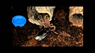 Rhopalurus junceus Scorpion Feeding [upl. by Seeto]