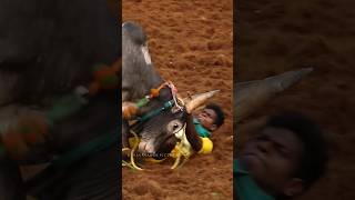 பாலமேடு ஜல்லிக்கட்டு 2024 jallikattu jallikattu2024 [upl. by Nevur]