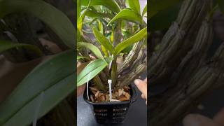 Short tips grafting dendrobium plant short plant orchid [upl. by Hajar]