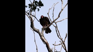 Turkey Vultures [upl. by Junna]