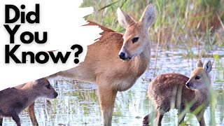 Things you need to know about CHINESE WATER DEER [upl. by Jerald]