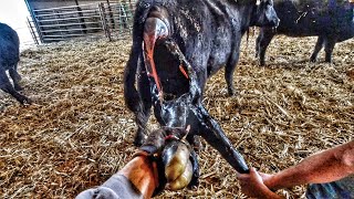 WILD day of Calving Cows [upl. by Azmah]