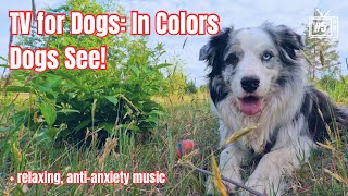 4K Dog TV COLOR SCALED for Dog’s Vision Virtual Spring Nature Walk RELAXING Sounds GoPro [upl. by Suivart]