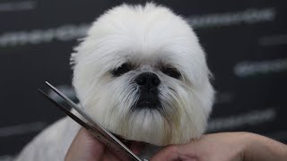 Lhasa Apso  Dog Grooming [upl. by Fabyola]