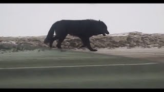 Biggest Wolves Caught on Camera 2021 Compilation  Must Watch [upl. by Cardon283]