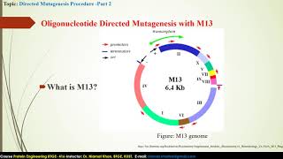 Oligonucleotide Directed Mutagenesis with M13  BTGE416  Lecture 9  by DrNiamat Khan [upl. by Sirah]