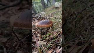 Boletus edulis da intrattenimento😎porcini boletus viralvideo funghi mushroom forest nature [upl. by Maupin]