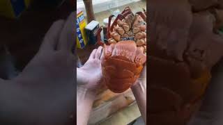 seafood spinylobster lobster crab seafoodboil food delicious yummy asmr facts [upl. by Essej478]