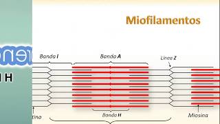 Miofilamentos  Estriacion Del Musculo Esqueletico [upl. by Aldora]