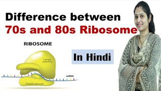 Difference between 70s ribosome and 80s ribosome  In Hindi  Science Explored [upl. by Rosane319]