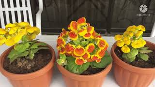 Lady’s Purse Plant Calceolaria Plant  Grow amp Care tips [upl. by Ballou668]