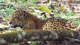 Onça Pintada maior felino brasileiro  Panthera onca  Jaguar [upl. by Bouchard745]