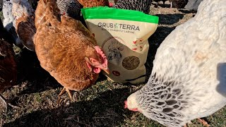 Grubb Terra Chicken Treats Chicken food Amazing Grubbs [upl. by Riamu]