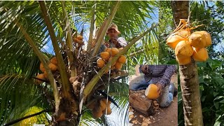 Bajando Cocos de la Palmera  ¿Como subir de una forma correcta [upl. by Fulton879]