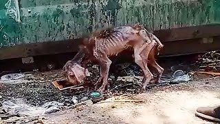 A skeletal stray dog surviving by eating garbagea stunning transformation after being rescued [upl. by Aonehc]