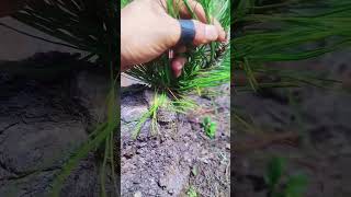 Small Chinese Bonsai Trees Using Liquid Fertilizers and Grow Mediums bonsai bonsaiideasbonsaitree [upl. by Assilak]