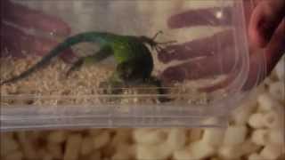 Unboxing  Sceloporus malachiticus [upl. by Angus74]