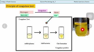 Principle of Coagulase Test [upl. by Assiralk]