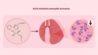 Eosinophil Phenotypes are Functionally Regulated by Resolvin D2 During Allergic Lung Inflammation [upl. by Livia]