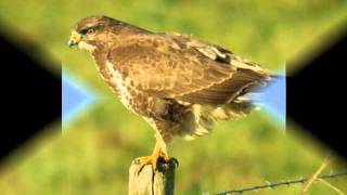 Natuur in eigen land  geluid buizerd [upl. by Siuoleoj54]