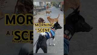 Life weekendshortsyoutubeshorts youtubedogsdogactivitymorning yt shortdogswalkstreetdog [upl. by Alenas]