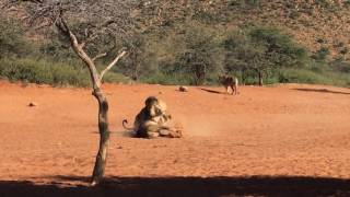 Male Lions Fighting Over Lioness [upl. by Anicart]