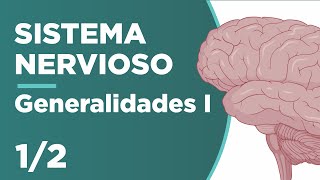 GENERALIDADES del SISTEMA NERVIOSO  Parte 1 Anatomía ¡Fácil y cortito  Unani 🧠😉 [upl. by Rumery]