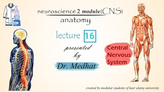 Anatomy  CNS module lec 16 dr Medhat  third ventricle  blood supply vertebrobasilar system [upl. by Einal]