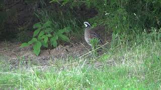 Quail does bobwhite sound  2020 [upl. by Becki808]